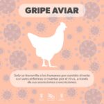 Michoacán, sin casos de gripe aviar en humanos: SSM