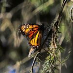 Ante millones de Mariposas Monarca, Michoacán vive un espectáculo único en el mundo: Bedolla