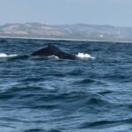 Ya es tiempo de avistamiento de ballenas en Michoacán, venden paquetes de viaje desde Morelia