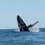 Avistamiento de ballenas fortalecerá el turismo en playas de Michoacán: Presidente de Aquila