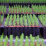 No te quedes sin tus plantas para reforestar, mañana cierra plazo para solicitar: Cofom