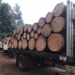 Detenidos en Senguio 10 hombres con rollos de madera ilegal: SSP