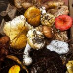 Más de 250 variedades de hongos te esperan en la feria de Senguio: Sectur