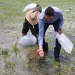 Siembran tilapia en lagunas y represas de 5 tenencias de Morelia