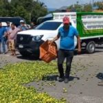 “Ahí ta pues si lo quieren regalado ahí está” limoneros tiran 2 toneladas de limo en protesta por el bajo costo del limón