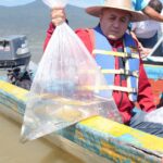 Compesca libera 30 mil crías de pez blanco y acúmara en el lago de Pátzcuaro