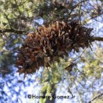 Viene el doble de mariposas monarca a Michoacán, será un gran espectáculo natural: Homero Gómez Jr