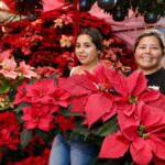 La Navidad florece en Michoacán; es el segundo mayor productor de Nochebuena en México: Bedolla