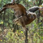 El uso de pólvora afecta a fauna silvestre y doméstica: Secma