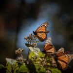 ¡Que no se te pase la temporada! Vive hoy la magia de la Mariposa Monarca: Sectur