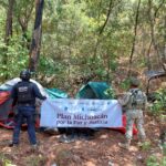 En operativo interinstitucional, SSP desactiva laboratorio de droga en Arteaga