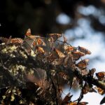 Inversión de 1 mdd fortalece la protección de la Reserva de la Biósfera de la Mariposa Monarca