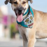 40 corazones peludos de GHAPAD buscan hogar; invitan a feria de adopción este fin de semana