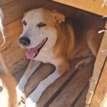 Michis y lomitos de La Casita de Frijol y Tadeo buscan humano en feria de adopción