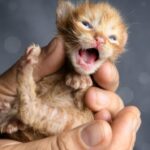  La Casa de Gatifa apela al corazón social: lanza rifa solidaria para salvar a Rito y Pirata