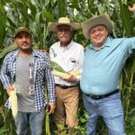 Casi 12 mil productores beneficiados con incentivos para maíz blanco en Michoacán