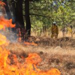 Incendio forestal arrasa más de 700 hectáreas en Nuevo Urecho