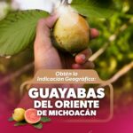 Indicación Geográfica, el sello que le da valor extra a la guayaba michoacana