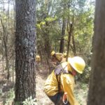 Atiende Gobierno de Michoacán incendio forestal en Salvador Escalante