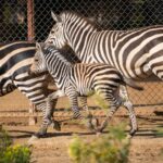 ¡Bienvenido a casa! Nace cebra de Grant en el Zoológico de Morelia