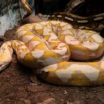 ¿Sabías que en el Zoológico de Morelia hay una serpiente de 5 metros? ¡Ve a conocerla!