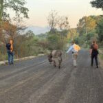 FGE rescata a burrito víctima de maltrato animal en Hidalgo; la acción fue coordinada con asociaciones civiles