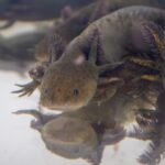 Zoológico de Morelia llevará ciencia para el rescate del ajolote a EE.UU.