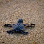 Michoacán, destino donde tres especies de tortuga marina eligen la vida