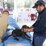 FGE investiga venta ilegal de seres sintientes; rescatan a 8 cachorros y ponen a disposición a dos personas