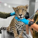 Zoológico de Morelia resguardará a jaguar asegurado por autoridades en Zitácuaro