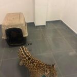 Rescata FGE ejemplar de jaguar cachorro y asegura a una persona durante actos de investigación en Zitácuaro