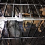 En Apatzingán, rescata FGE a 7 caninos en condiciones de maltrato