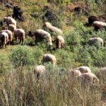 El gabán de lana, es la identidad de Charapan