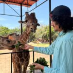 “Contando Manchas”: una experiencia para conocer y alimentar jirafas en el Zoológico de Morelia