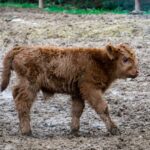 Crece la familia del Zoológico de Morelia: registran exitosa temporada de reproducciones