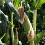 Más de 482 mdp para el campo; avanza pago a productores de maíz en Michoacán