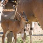 Zoológico de Morelia registra más de 500 nacimientos durante la actual administración