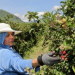 Con 242 mil toneladas, Michoacán encabeza la producción de zarzamora en México: Bedolla