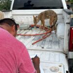Resguarda FGE ejemplar de coyote mexicano localizado en Numarán
