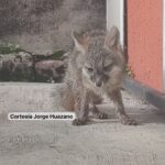 Joven rescata zorro gris que vagaba en calles de Morelia