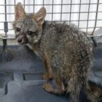 Zoológico de Morelia recibe a zorro gris rescatado por Profepa