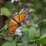 Reserva de la Biosfera Mariposa Monarca cumple 18 años como Patrimonio Mundial