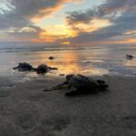 Michoacán está listo para el arribo de miles de tortugas marinas