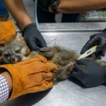 Zorro gris rescatado se prepara para regresar a la vida silvestre
