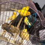 En Pátzcuaro, FGE ejecuta cateo y rescata a 83 aves víctimas de maltrato y tráfico ilegal de fauna