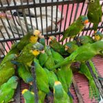 Recibe Zoológico de Morelia 83 aves aseguradas por Profepa