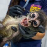 Con personal especializado, Zoológico de Morelia brinda atención a mono araña rescatado por Profepa