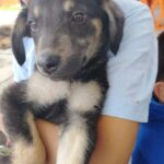 Refugio Canino Ocampo resguarda a más de 200 perros en espera de una familia