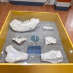 UMSNH Y SECRETARÍA DE CULTURA FEDERAL EN ESTRECHA COLABORACIÓN; PROMUEVEN EL PATRIMONIO PALEONTOLÓGICO