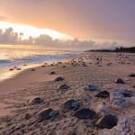 Inicia arribazón masiva de tortuga marina en playas de Michoacán